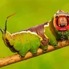 Caterpillar Insect Diamond Painting