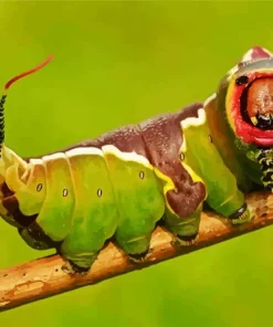 Caterpillar Insect Diamond Painting