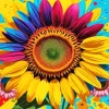 Colorful Sunflower Diamond Painting