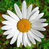 Common Daisy Diamond Painting
