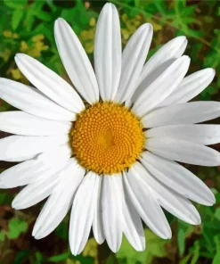 Common Daisy Diamond Painting
