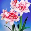 Elvas Amaryllis Art Diamond Painting