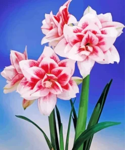Elvas Amaryllis Art Diamond Painting