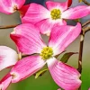 Flowering Dogwood Diamond Painting