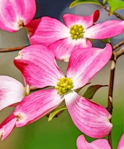 Flowering Dogwood Diamond Painting