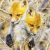 Foxes Hug Diamond Painting