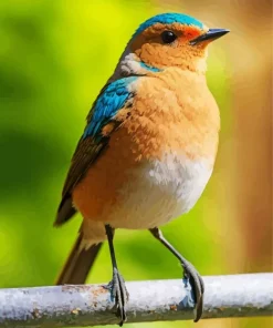 Fujian Niltava Art Diamond Painting