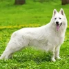 Fully White German Shepherd Diamond Painting