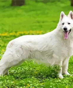 Fully White German Shepherd Diamond Painting