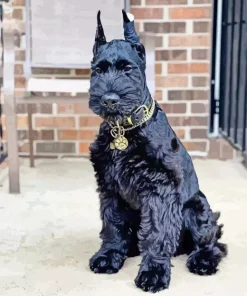 Giant Schnauzer Diamond Painting