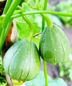 Gourd Flowering Plant Diamond Painting