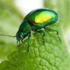 Green June Beetle Diamond Painting