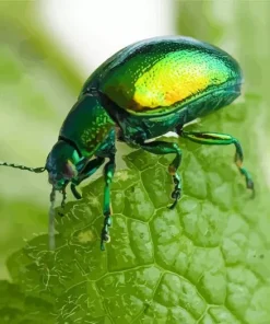 Green June Beetle Diamond Painting