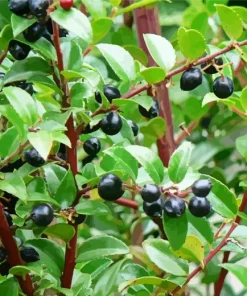 Huckleberry Plant Diamond Painting