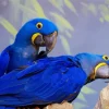 Hyacinth Macaw Birds Diamond Painting