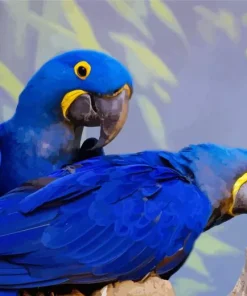 Hyacinth Macaw Birds Diamond Painting