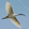 Ibis Bird Flying Diamond Painting