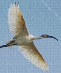 Ibis Bird Flying Diamond Painting