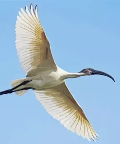 Ibis Bird Flying Diamond Painting