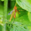 Ichneumon Wasp Diamond Painting