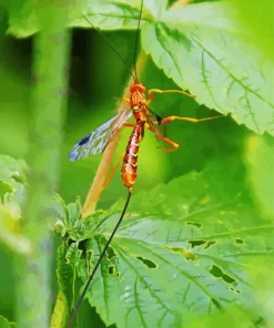 Ichneumon Wasp Diamond Painting