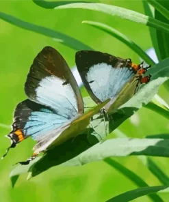 Imperial Blue Butterfly Diamond Painting