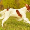 Irish Red And White Setter Diamond Painting