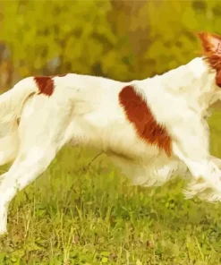 Irish Red And White Setter Diamond Painting