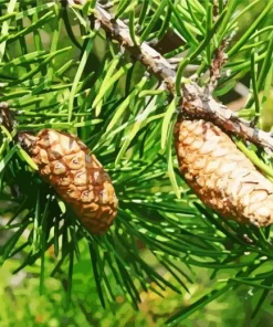 Jack Pine Plant Diamond Painting