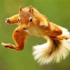 Jumping Squirrel Diamond Painting