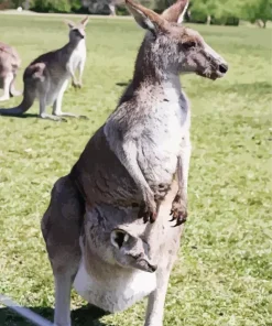 Kangaroo And Baby Diamond Painting