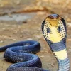 King Cobra Snake Diamond Painting