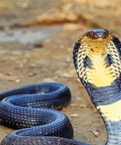 King Cobra Snake Diamond Painting