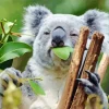 Koala Eucalyptus Diamond Painting