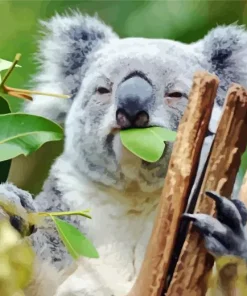 Koala Eucalyptus Diamond Painting