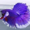 Lavender Betta Fish Diamond Painting