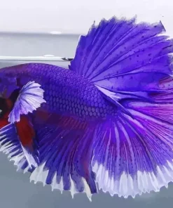 Lavender Betta Fish Diamond Painting