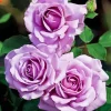 Lavender Roses Diamond Painting
