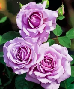 Lavender Roses Diamond Painting