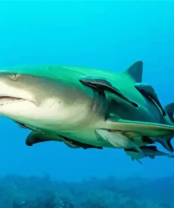 Lemon Shark Diamond Painting
