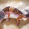 Leopard Gecko Diamond Painting