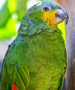 Lilacine Amazon Bird Diamond Painting