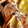 Lion And Lioness Diamond Painting