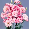 Lisianthus Flowers Diamond Painting