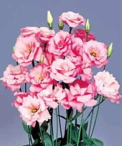 Lisianthus Flowers Diamond Painting