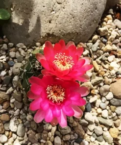 Lobivia Oxyalabastra Diamond Painting