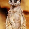 Meerkat Animal Diamond Painting