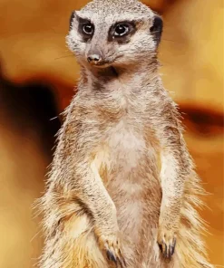 Meerkat Animal Diamond Painting