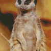 Meerkat Animal Diamond Painting