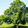 Oak Tree Diamond Painting
